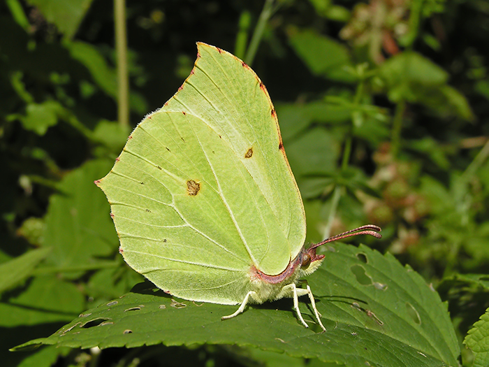 Zitronenfalter (männlich)